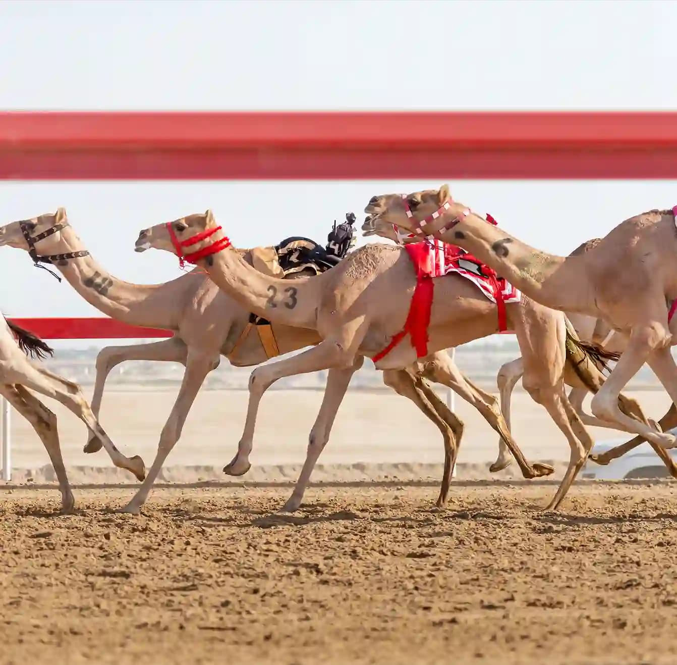 West Coast of Qatar and Camel Race Track Tour